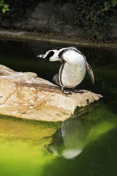 Humboldt penguin. — Stock Photo, Image