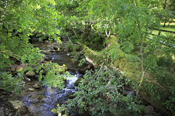 Végétation sur les rives du ruisseau . — Photo