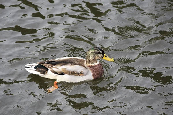 Wild duck on the lake. — Stock Photo, Image