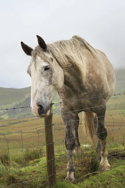 Paard achter een hek. — Stockfoto