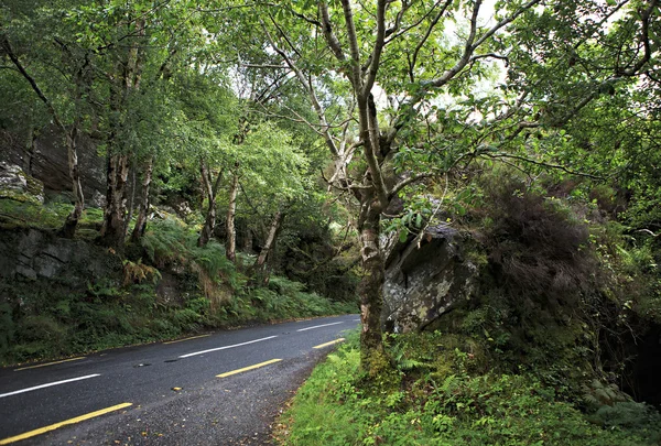 Ormanda güzel yol. — Stok fotoğraf