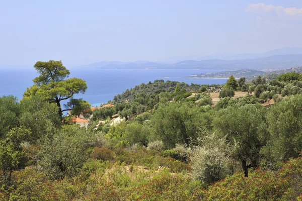 Roślinność na wybrzeżu Morza Egejskiego. — Zdjęcie stockowe