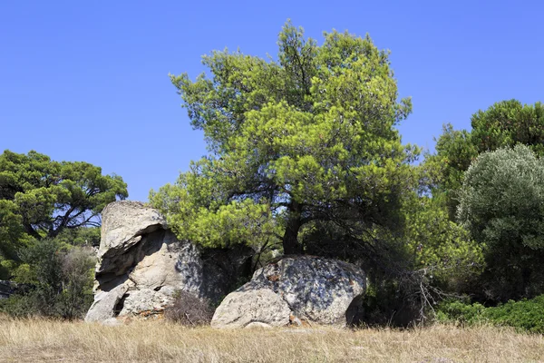 Stenar och pinjeträd i bergen. — Stockfoto