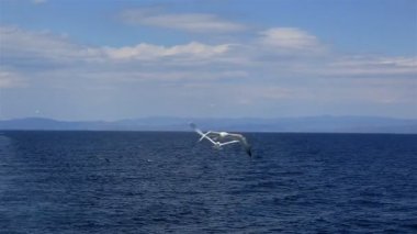 Denizin üzerinde uçan martılar. Kuzey Yunanistan.
