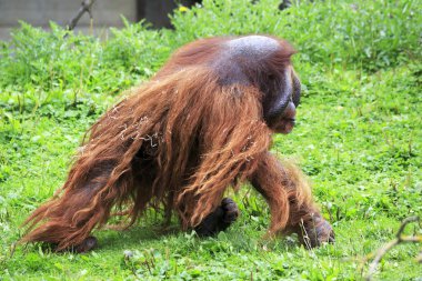 Erkek Borneo orangutan