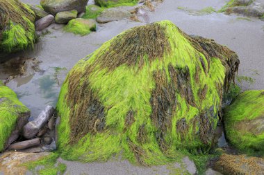 Çamur ve deniz yosunu beach Atlantik Okyanusu üzerinde taşlarla.