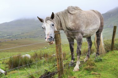 at gösteren dişler.