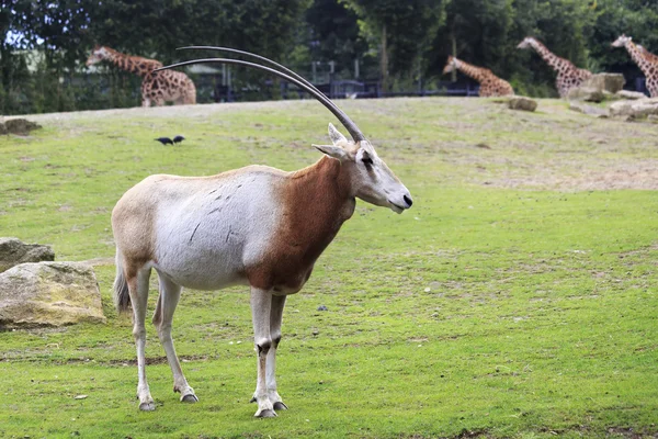 Scimitar horned oryx. — Stock Photo, Image