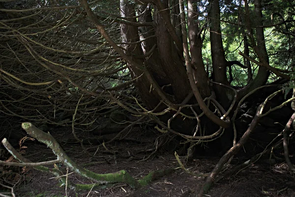 裸の枝と稚樹の根. — ストック写真