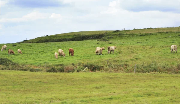 Les vaches paissent dans la prairie. — Photo