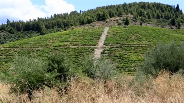 Vignobles sur les pentes. Péninsule de Sithonie. Grèce du Nord .