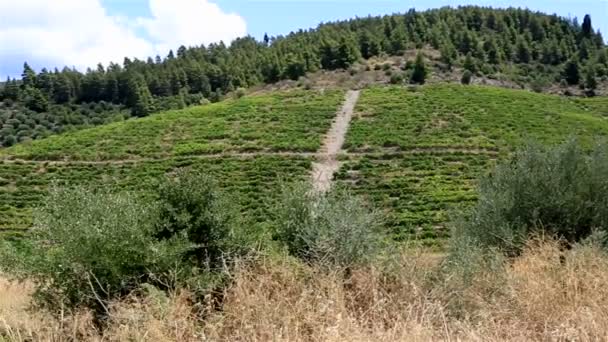 Vinhedos nas encostas. Península da Sithonia. Norte da Grécia . — Vídeo de Stock