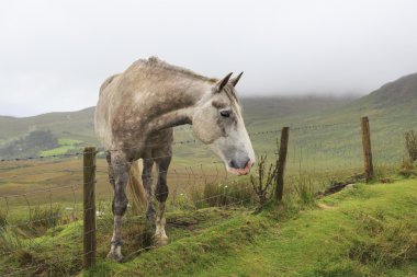 bir çitin arkasında at.