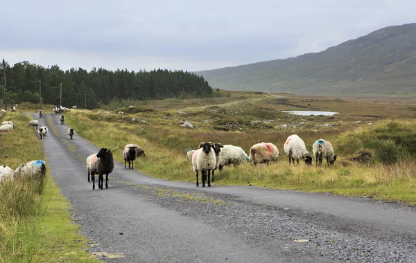 Kudde witte schapen met zwarte kop op de weg. — Stockfoto