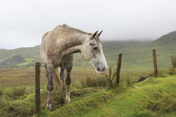 bir çitin arkasında at.