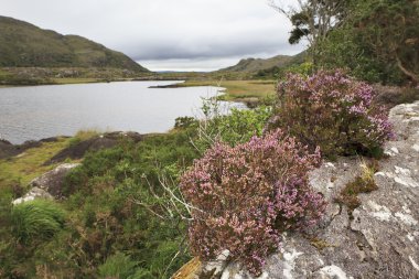 Arka plan üst göl üzerinde çiçek açan heather.