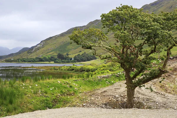 Beau parc national Connemara . — Photo