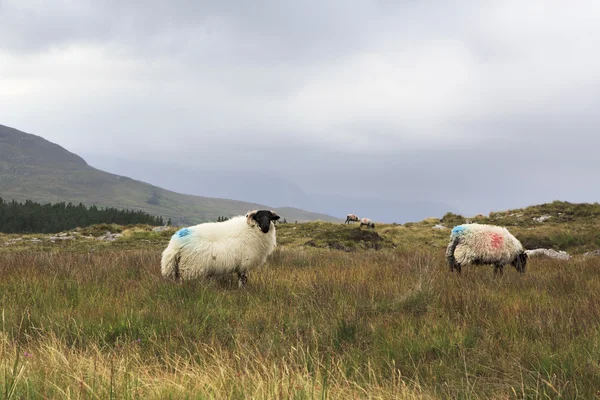 Herd of white sheep with black head. — Stock Photo, Image