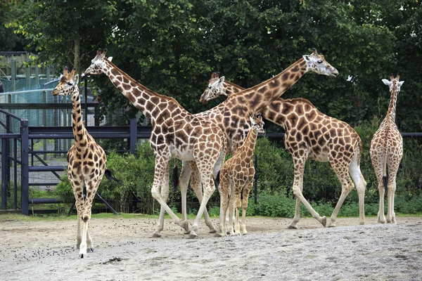 Mandria di giraffe con cucciolo . — Foto Stock