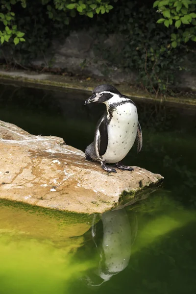 Humboldt pengueni. — Stok fotoğraf