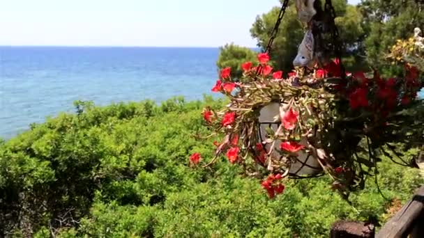 Pot a tornácon a virágok. Sithonia-félsziget. Észak-Görögország. — Stock videók