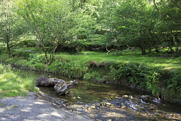 Végétation sur les rives du ruisseau . — Photo