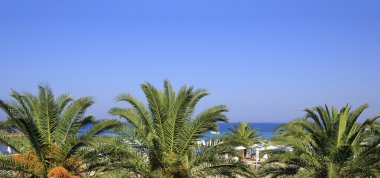 Palmiye ağaçları Ege Denizi beach.