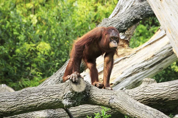 Kvinnliga orangutang — Stockfoto