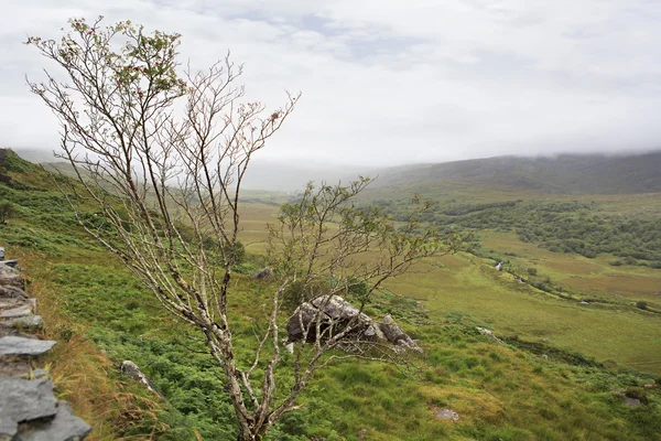 Rowan på bakgrund av berg i molnen. — Stockfoto