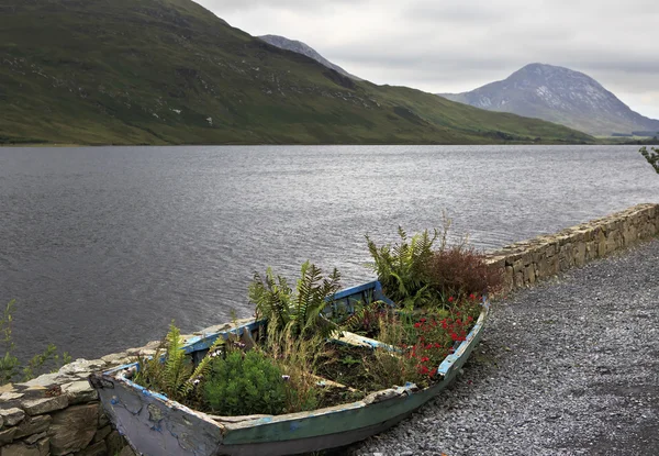 Una aiuola in barca. Parco nazionale del Connemara . — Foto Stock