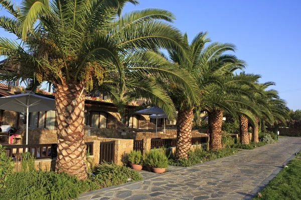 Anthemus deniz Beach Hotel'de palmiye ağaçlarının. — Stok fotoğraf