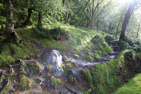 Rayons de soleil dans la forêt humide . — Photo