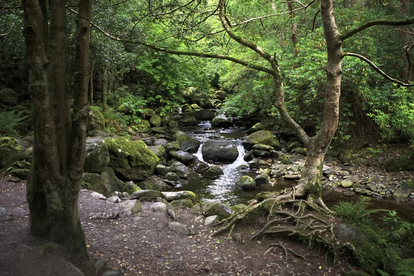 Relict forest in the Torc Mountain. — Stock Photo, Image