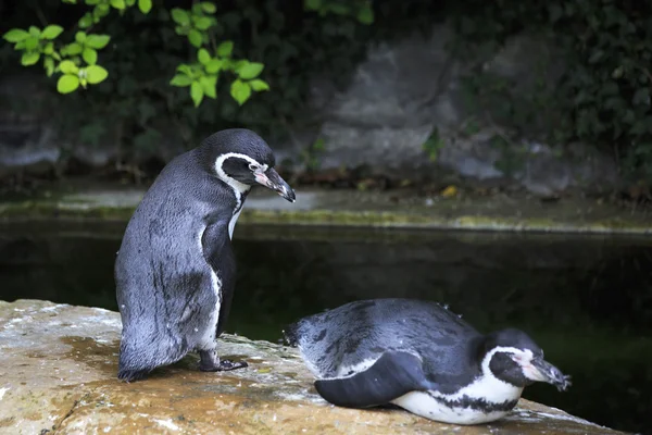 Humboldt pingvin . - Stock-foto