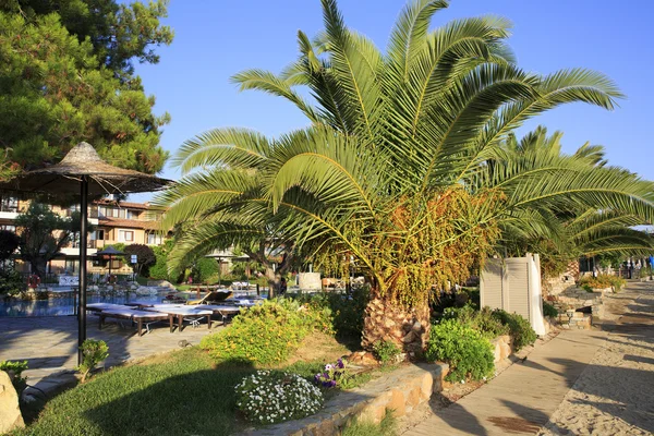 Palm trees on the site of Anthemus Sea Beach Hotel. — Stock Photo, Image