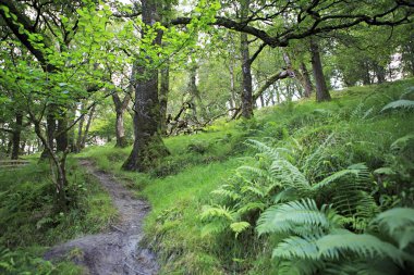 Islak bir ormanda yürüyüş yolu.