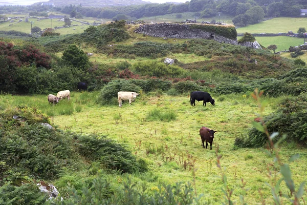 Cows graze in the meadow. — Stock Photo, Image