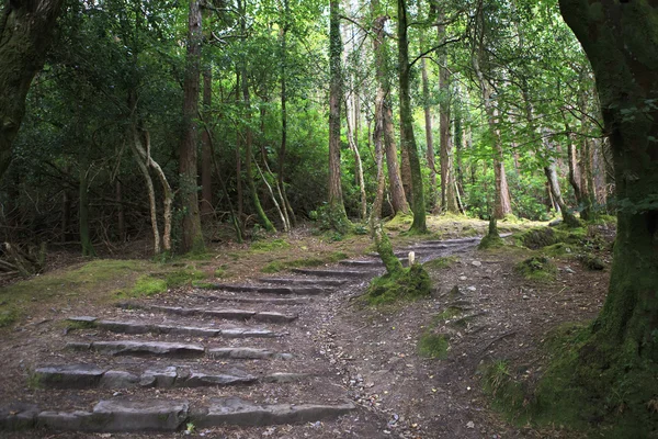 Path in Relict forest of Torc Mountain. — Stock Photo, Image