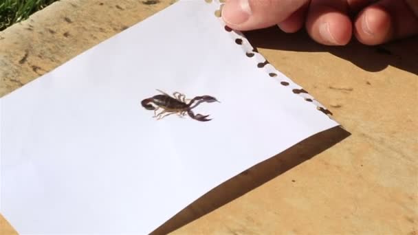 Pequeno escorpião no peitoril da janela . — Vídeo de Stock