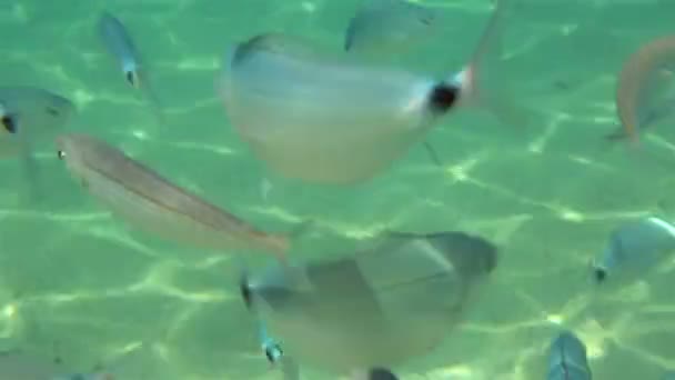 Ecole de poissons dans la mer Egée . — Video