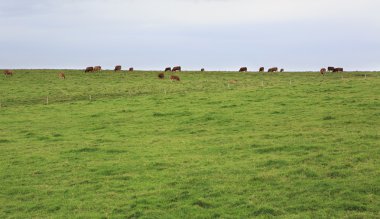 Kayalıklarla Moher üstüne inek otlatmak.