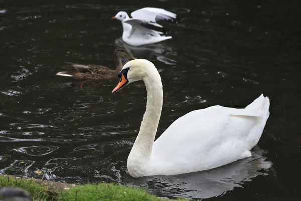 Weißer Schwan. — Stockfoto