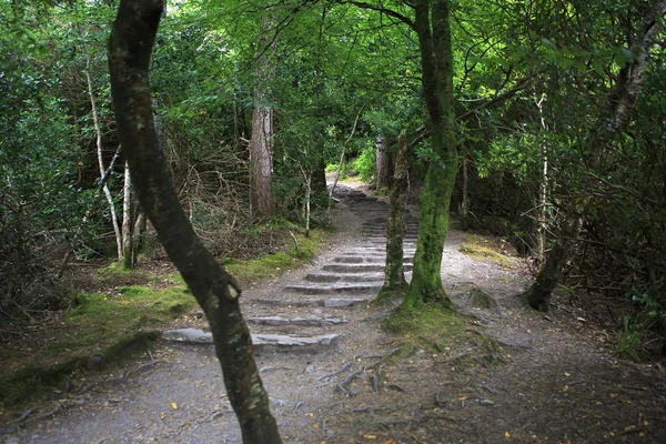 Ścieżka w relikt lasu Torc Mountain. — Zdjęcie stockowe