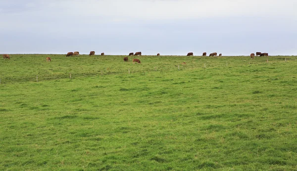 Krávy se pasou na útesy Moher. — Stock fotografie