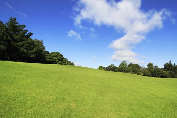 Schöner grüner Rasen im Sommerpark. — Stockfoto