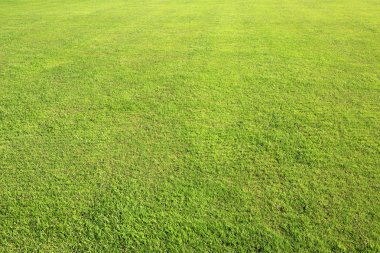 Güzel yeşil çim yaz Park.