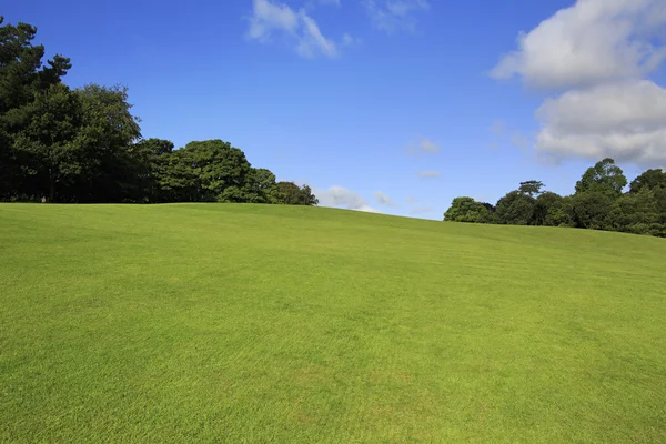 Beautiful green lawn in summer park. Royalty Free Stock Images