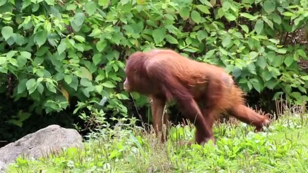 Orangutan borneo — Video Stock