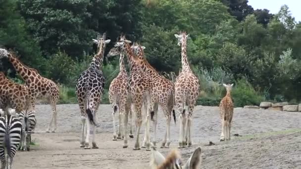 Herde von Giraffen und Zebras. — Stockvideo