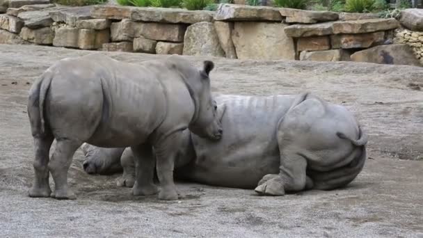 Cub Zuid witte neushoorn proberen om wakker zijn moeder. — Stockvideo